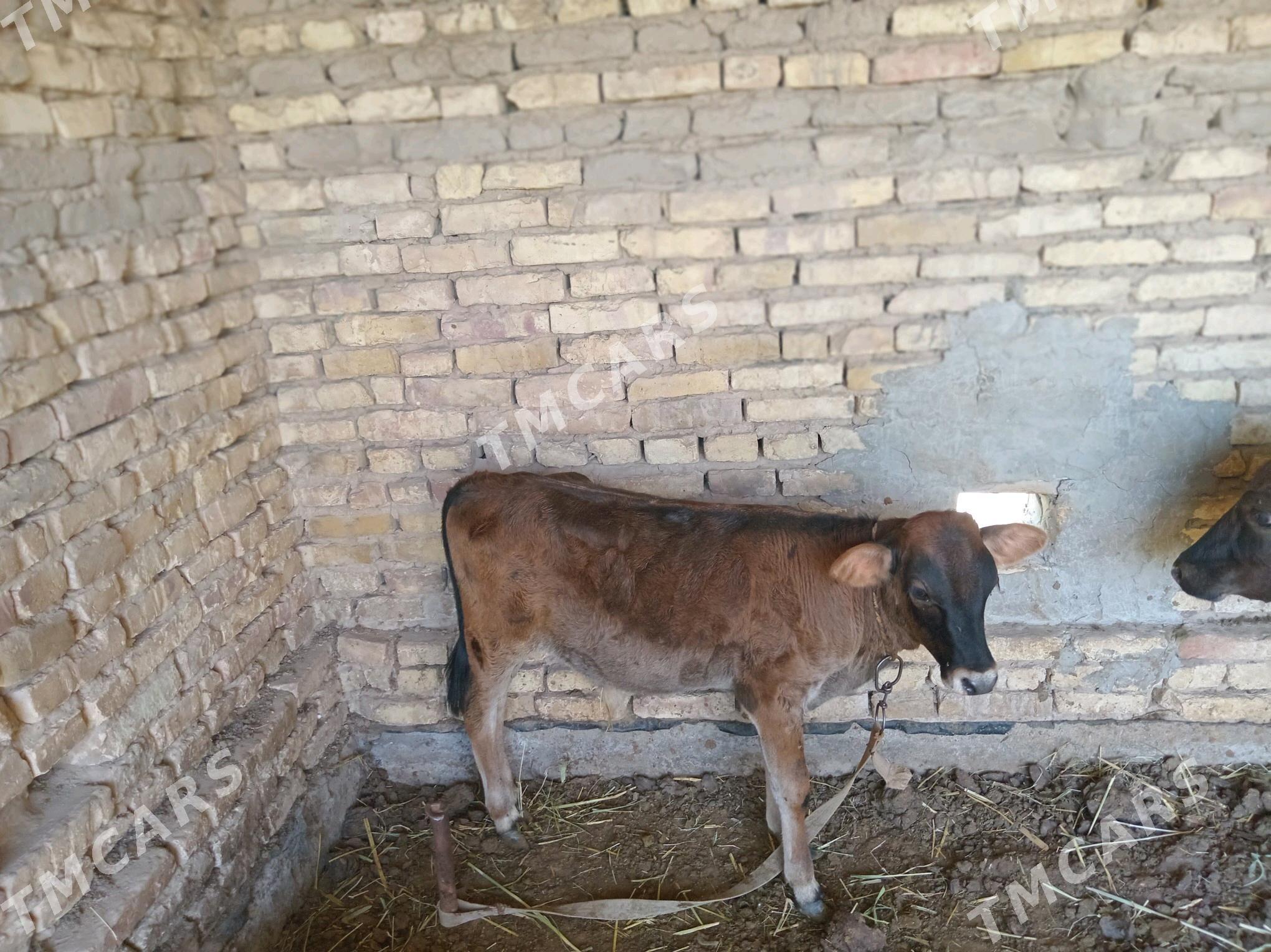 gole - Mary - img 2
