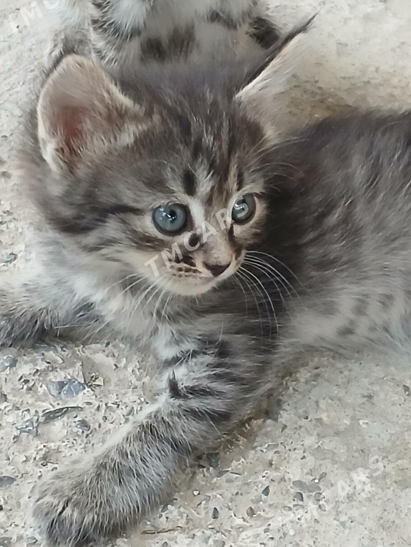 pişijekler - Änew - img 2