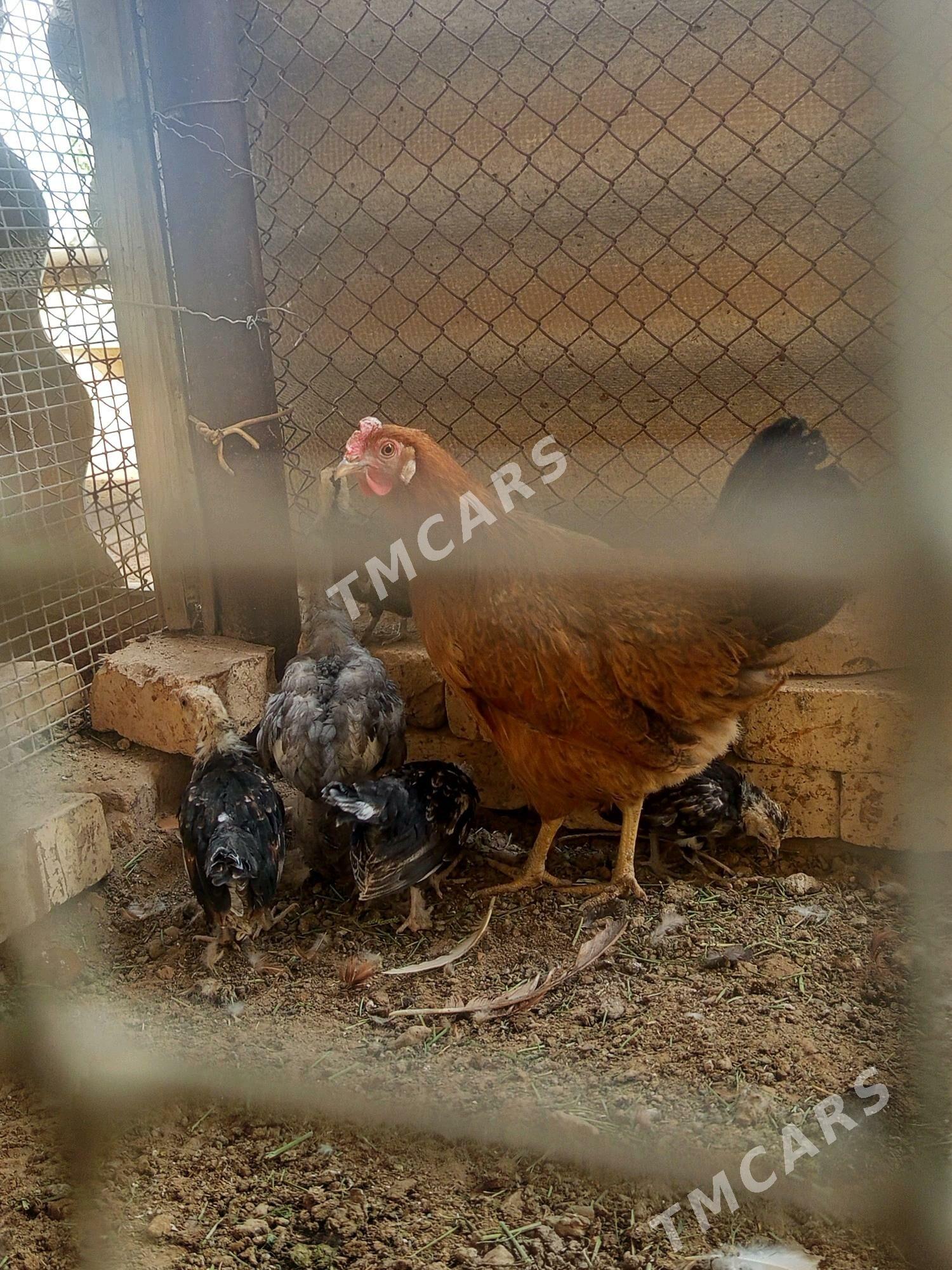 kurk arassa brama juyje - Mary - img 5
