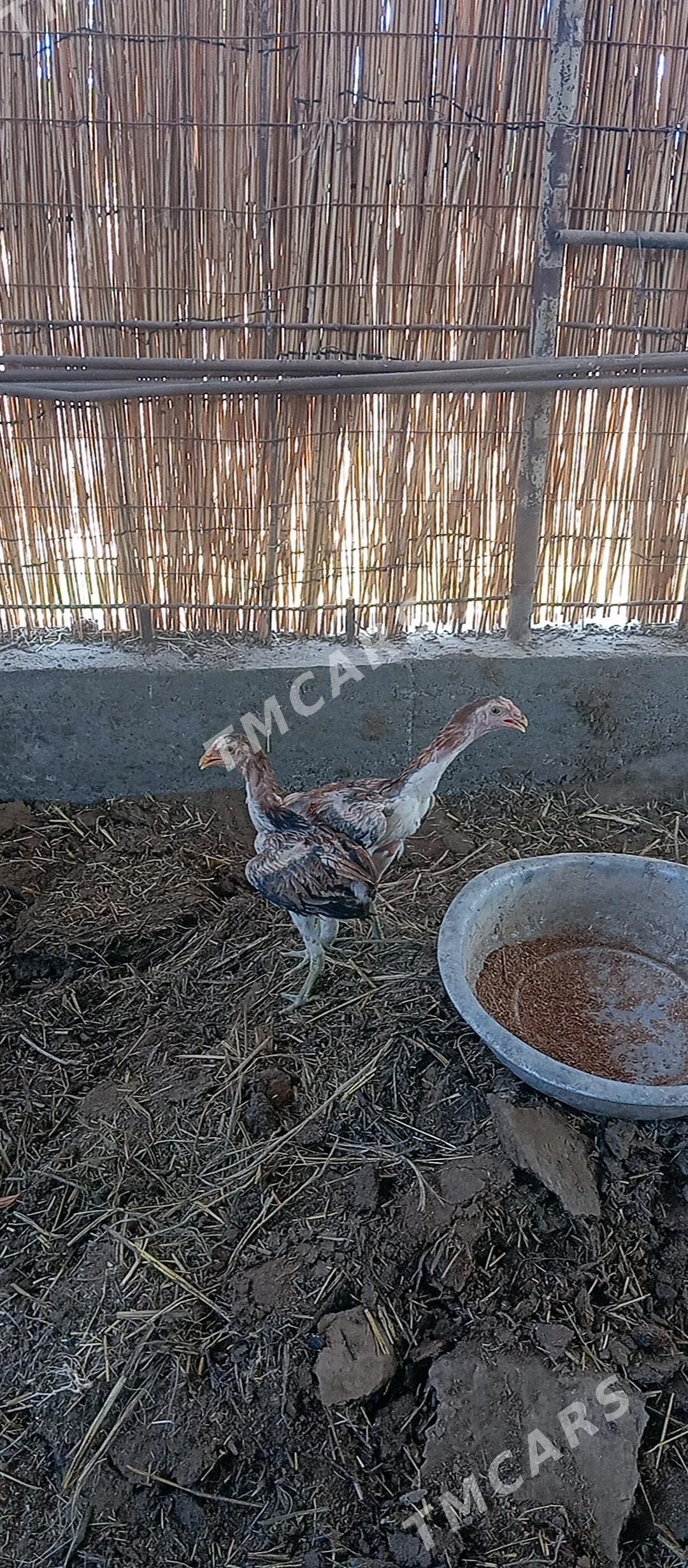 baysow jüje towuk - Сакарчага - img 2