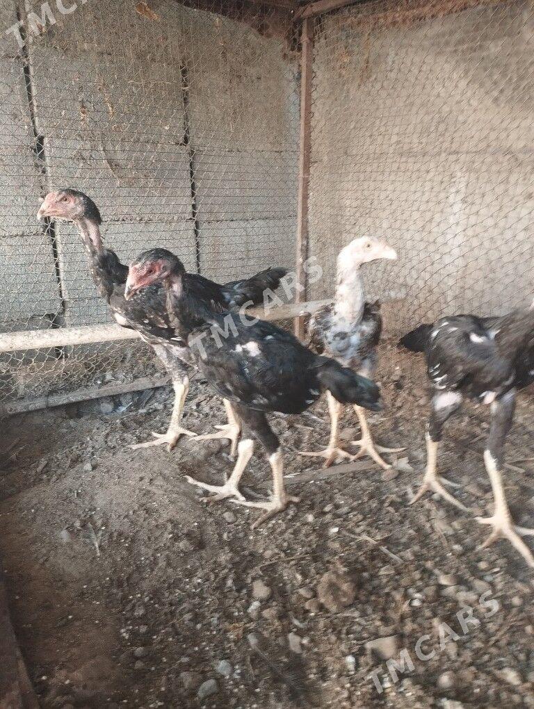 Taşkent - Ýalkym - img 6