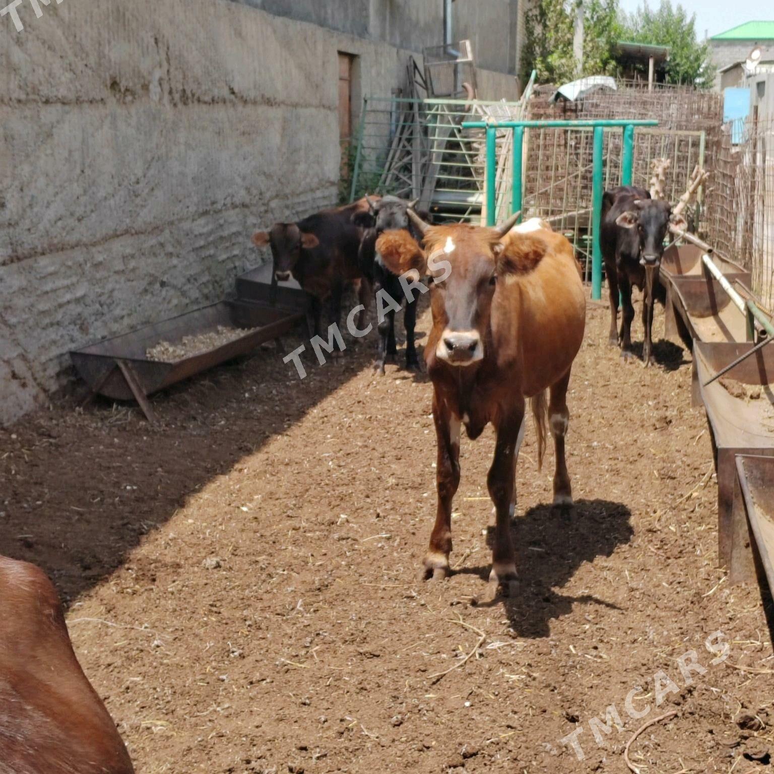 Sygyr okuz tuwe - Ашхабад - img 2