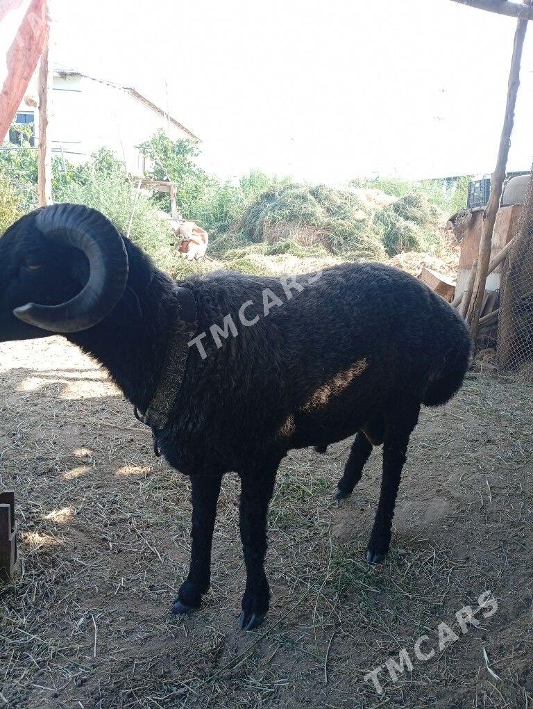 koçkar - Дашогуз - img 2