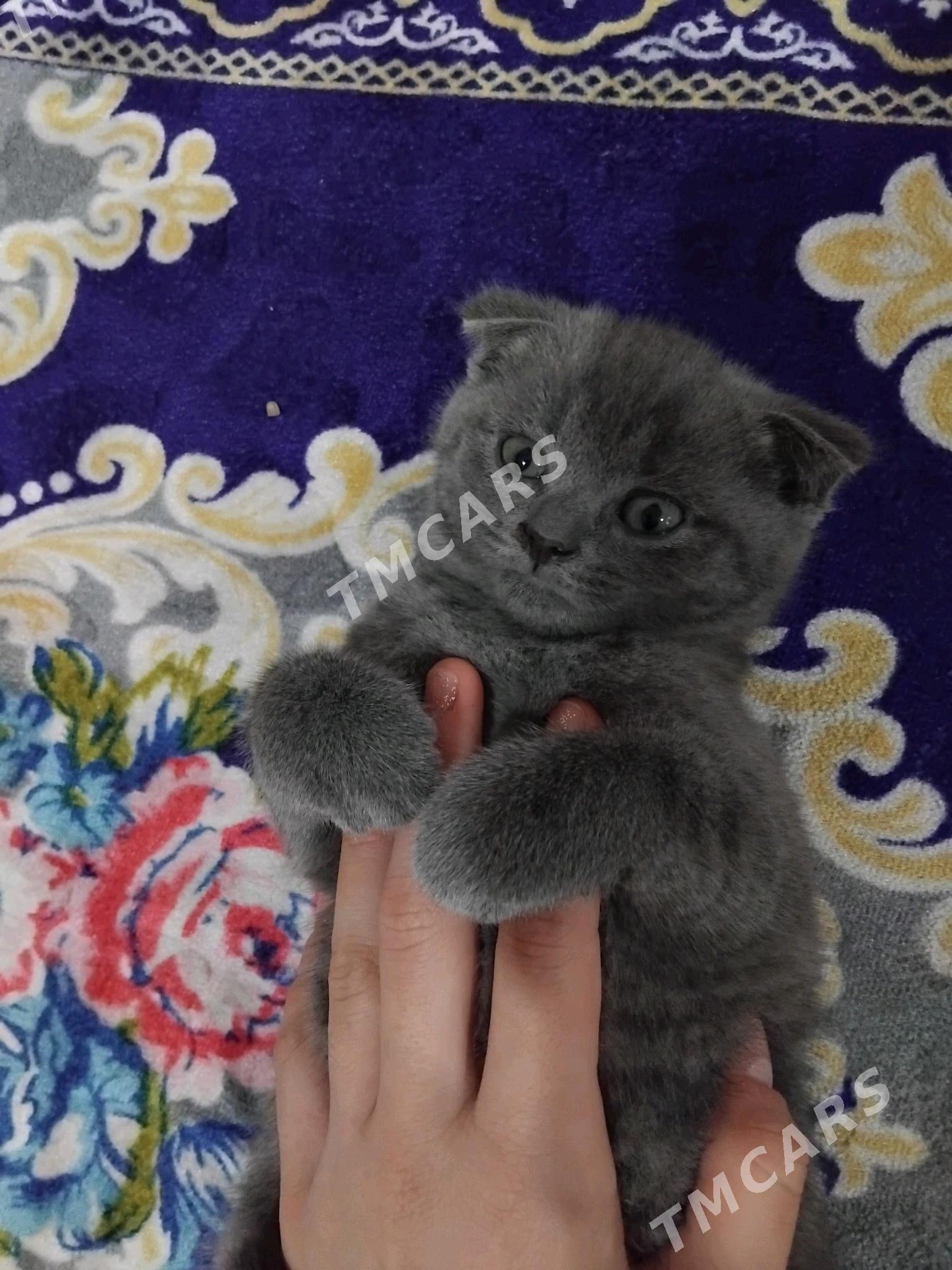 шотландский котик - Кёнеургенч - img 4