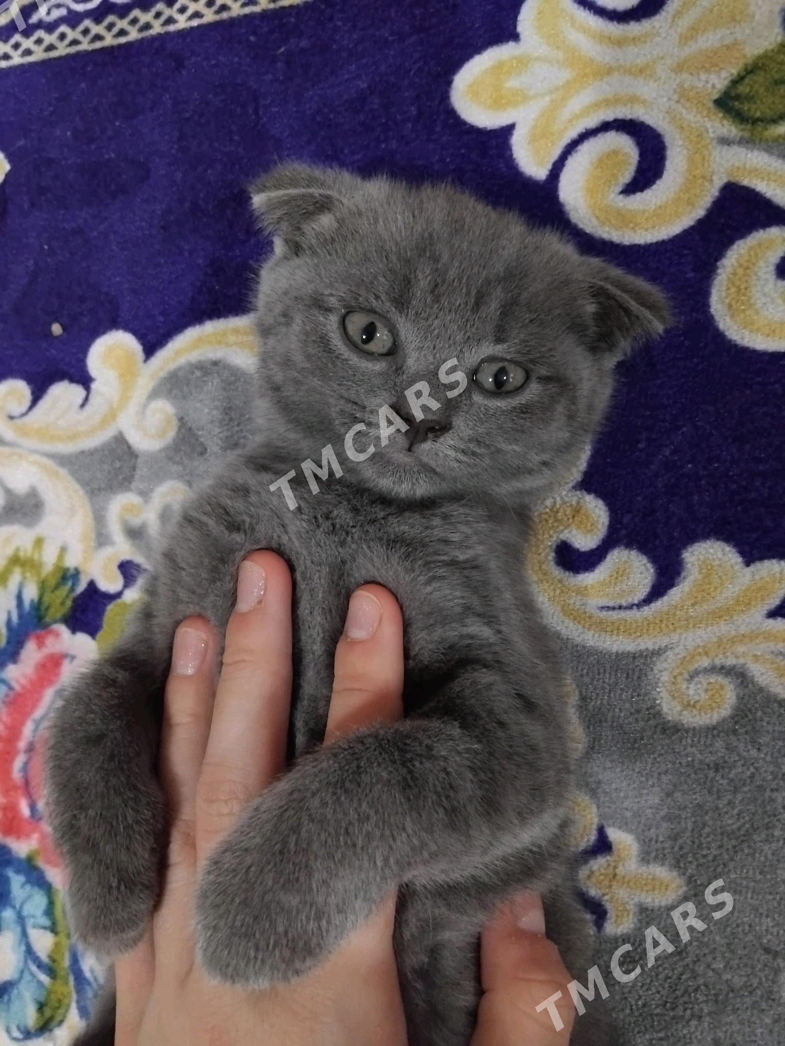 шотландский котик - Кёнеургенч - img 3