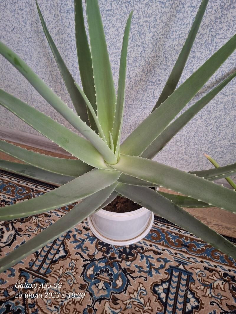 Aloe/Алоэ - Balkanabat - img 3