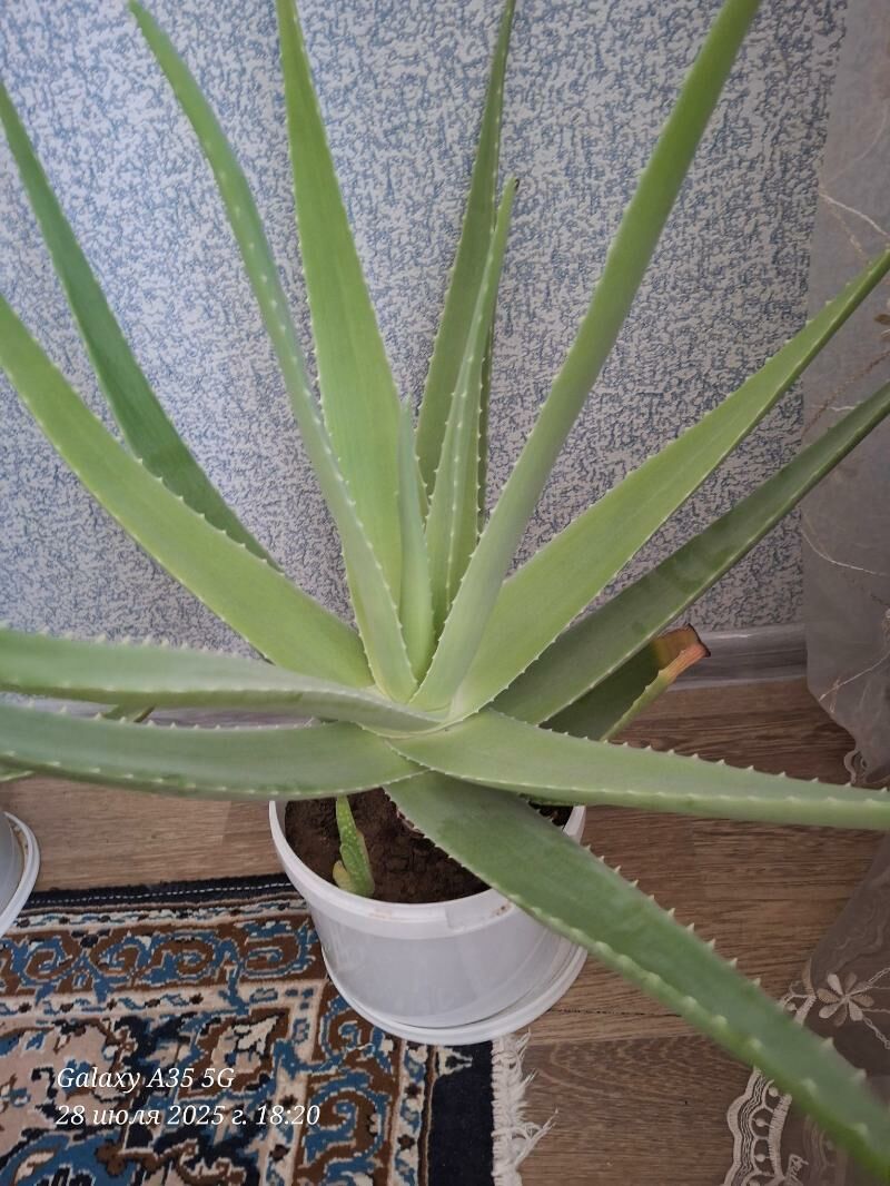 Aloe/Алоэ - Balkanabat - img 2