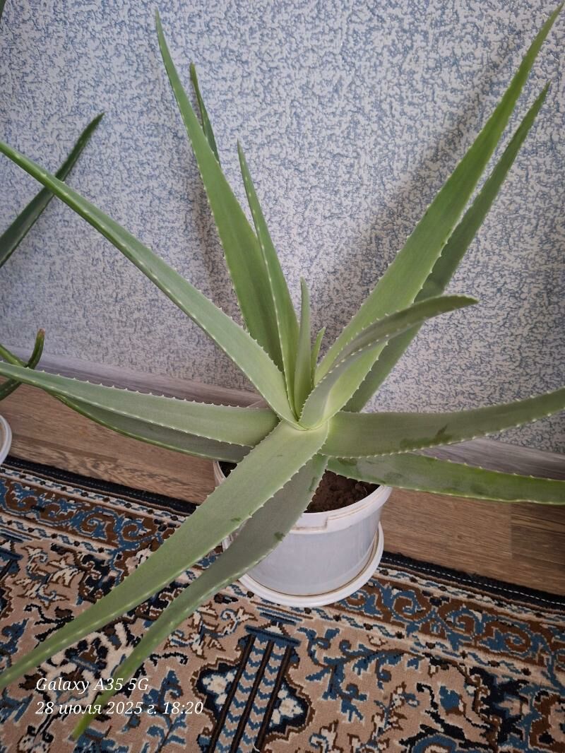 Aloe/Алоэ - Balkanabat - img 4