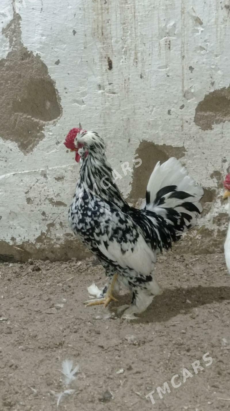 Karlik - Gyzylarbat - img 2