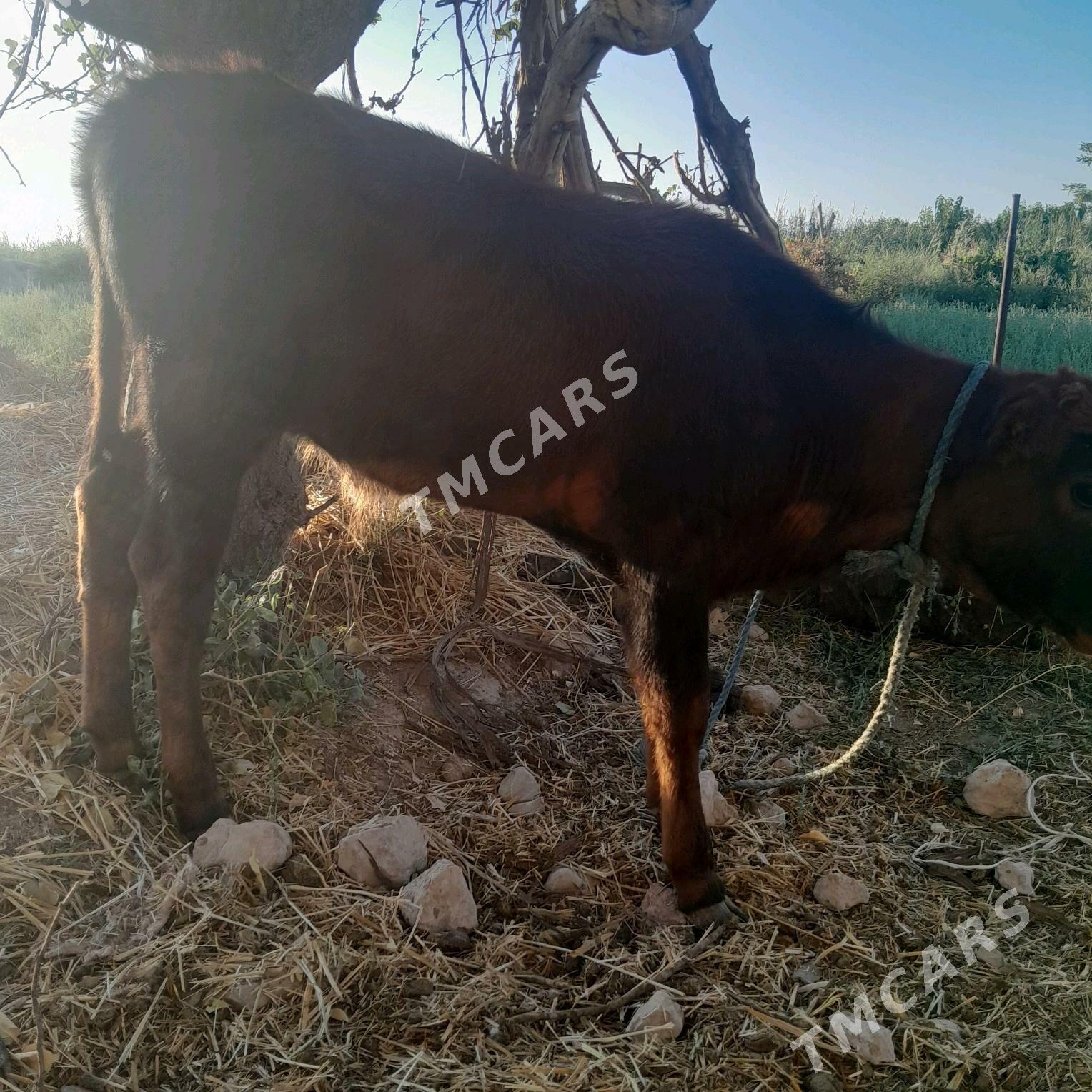 okuzje - Çärjew - img 3