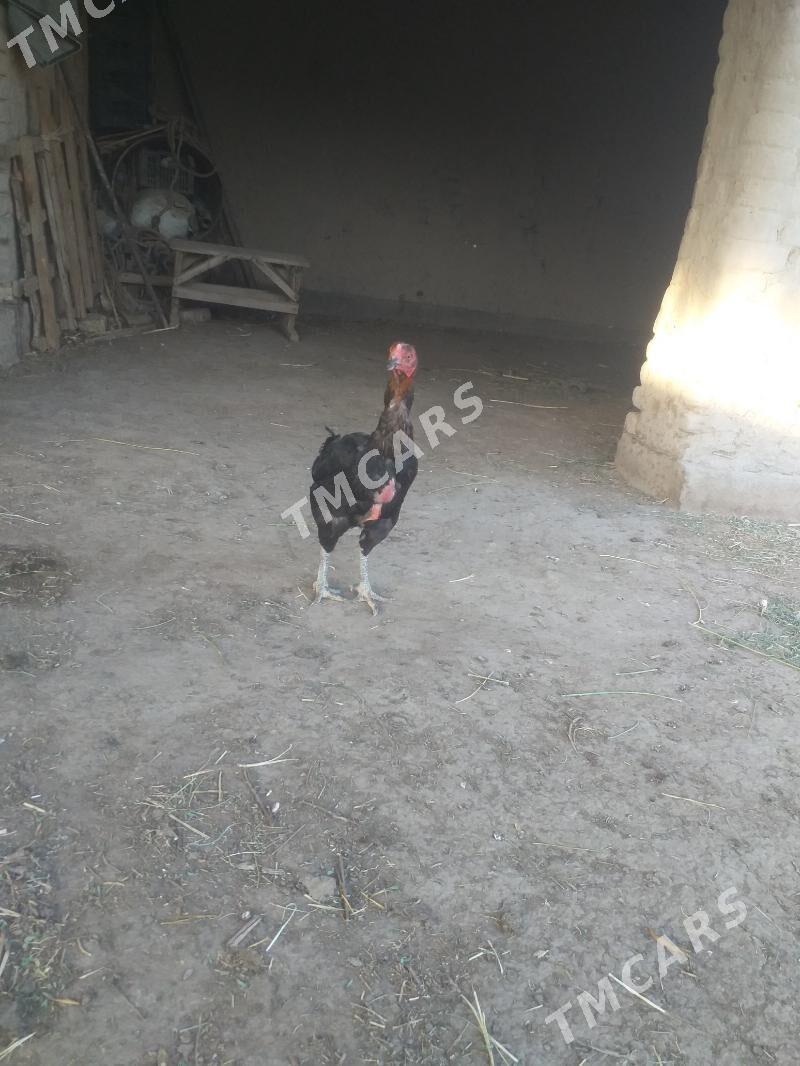 towuk - Akdepe - img 2