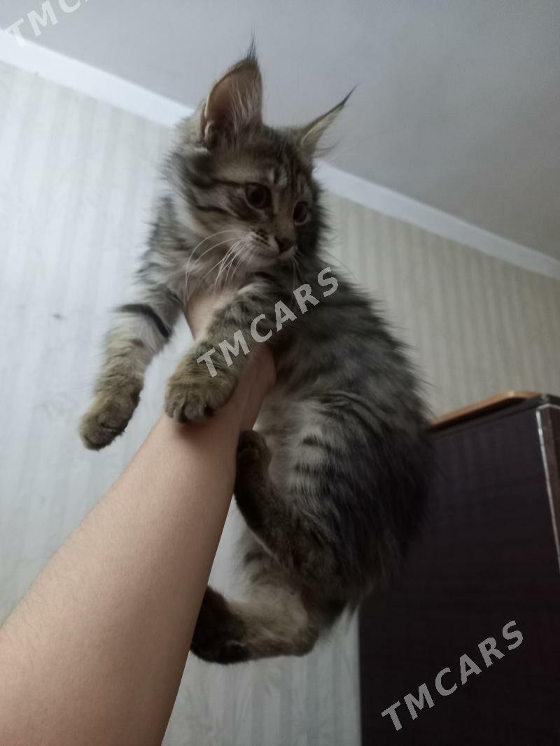 котёнок мальчик - Howdan "W" - img 3