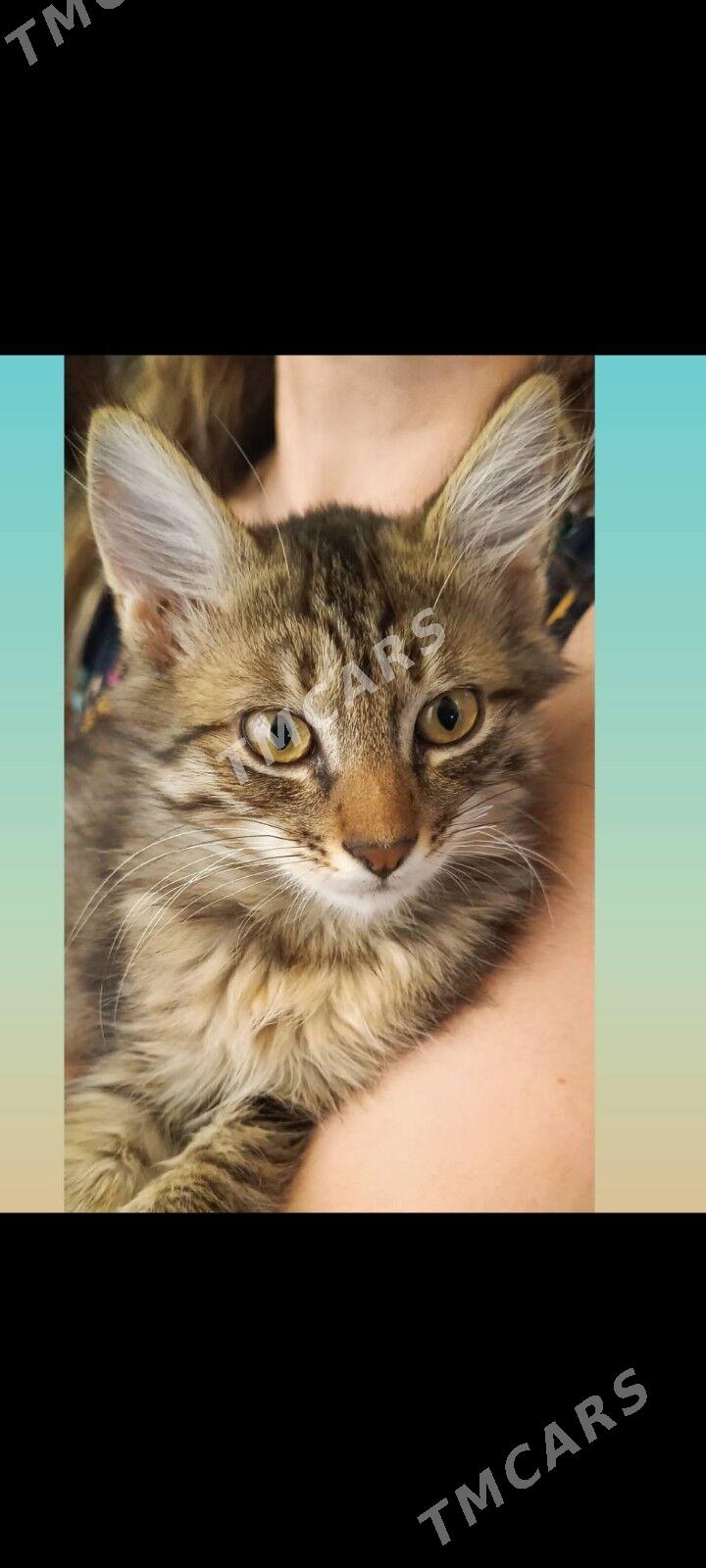 котёнок мальчик - Howdan "W" - img 4