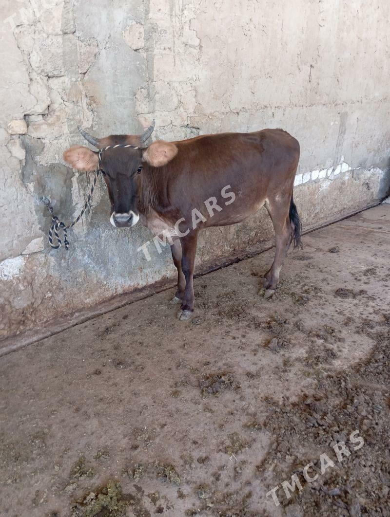 Tüwe - Aşgabat - img 2