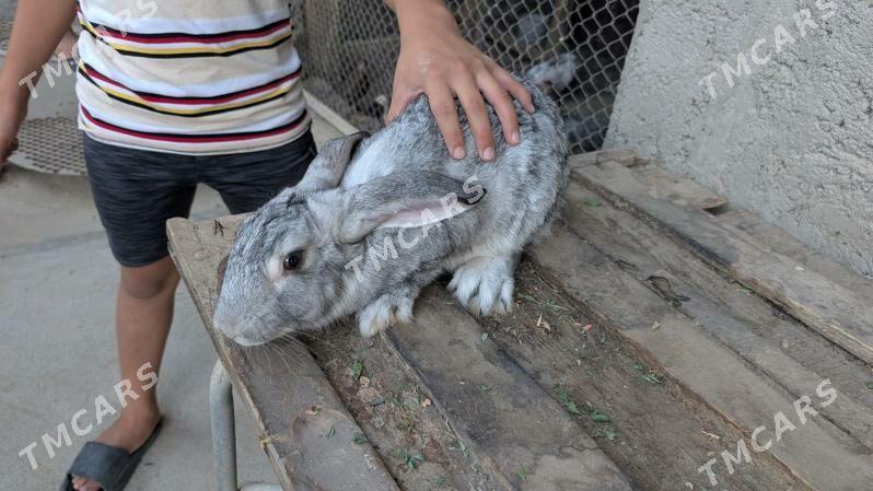 polwelikan towşanlar - Sakarçäge - img 2