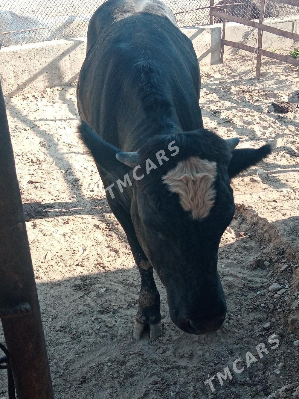 Okuzce - Balkanabat - img 3