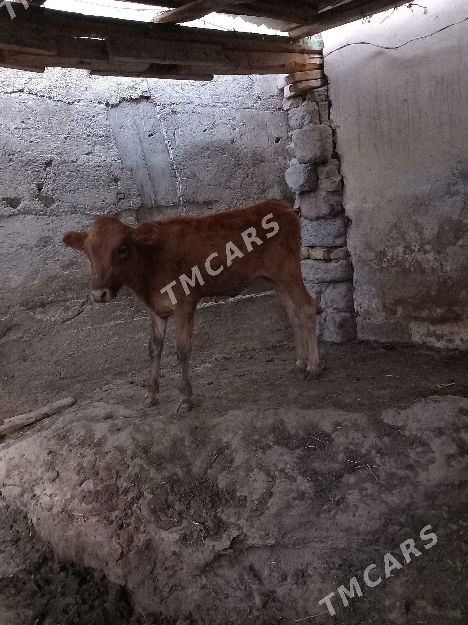 Tuwe 4 aylyk - Aşgabat - img 3