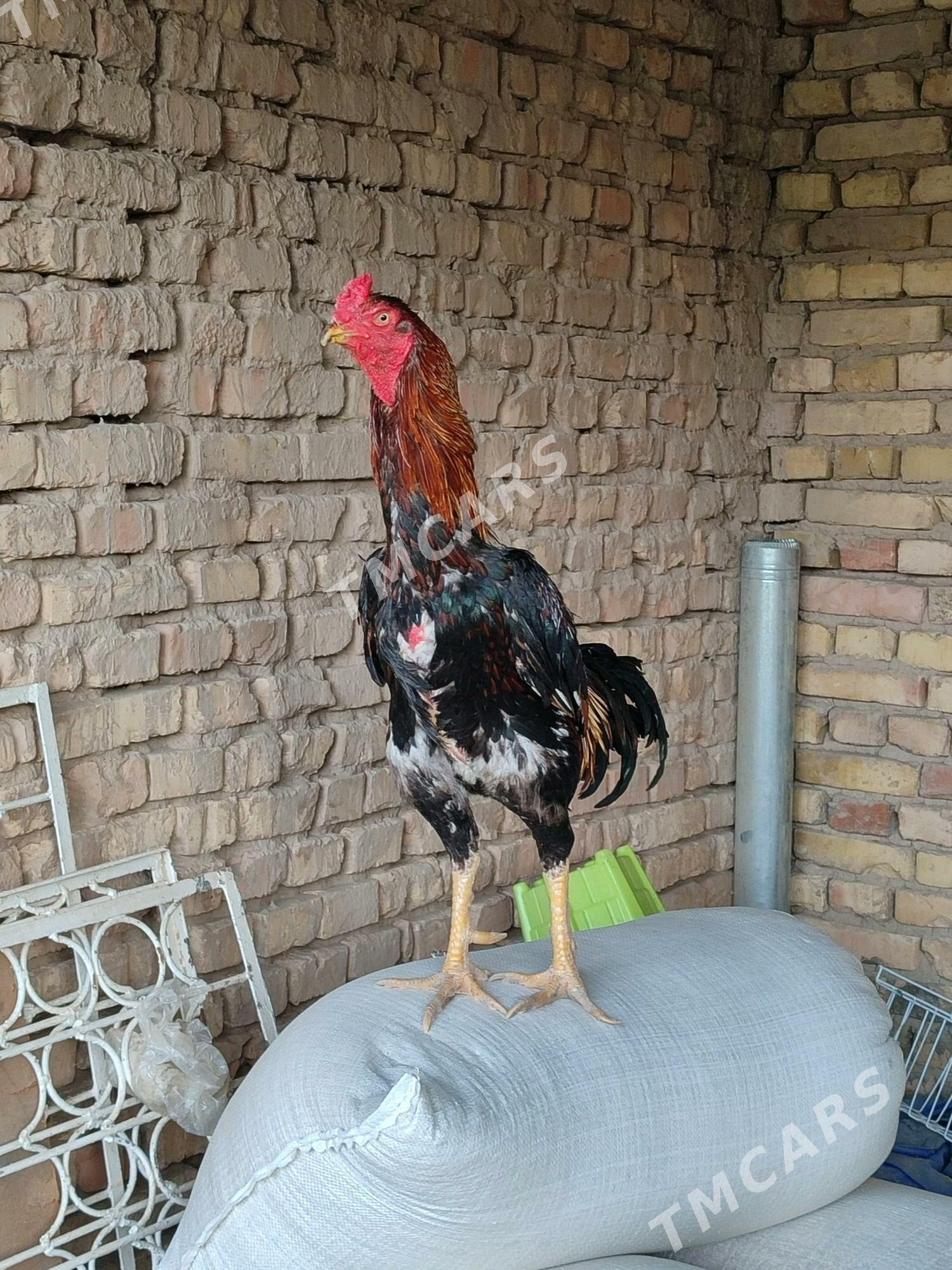 horaz - Kaka - img 2