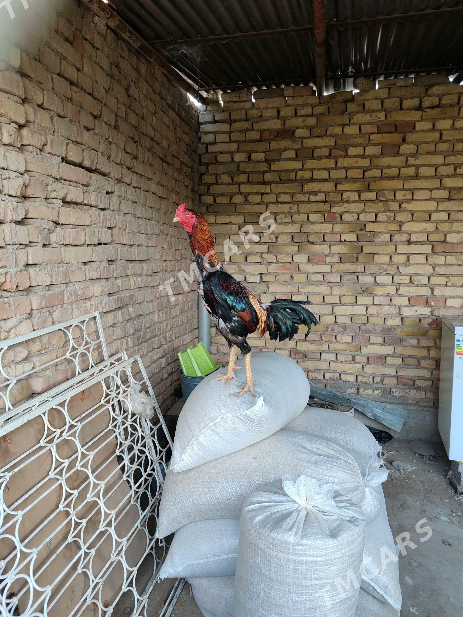 horaz - Kaka - img 3