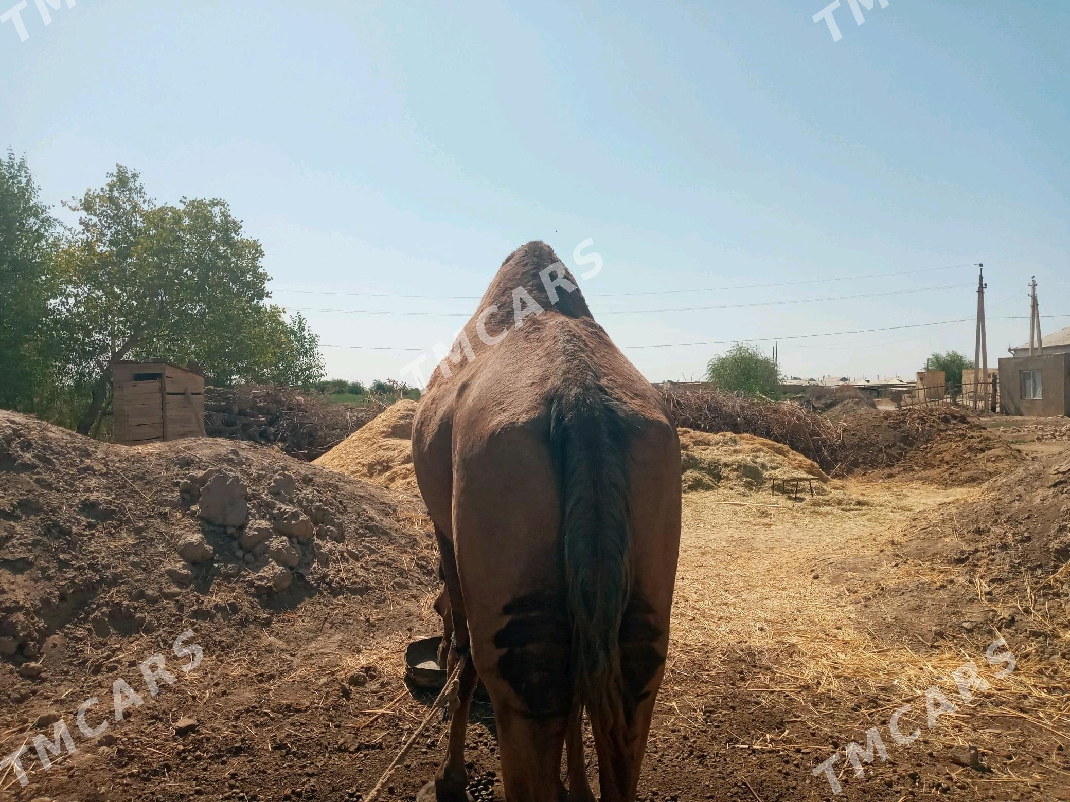 Duye - Murgap - img 2
