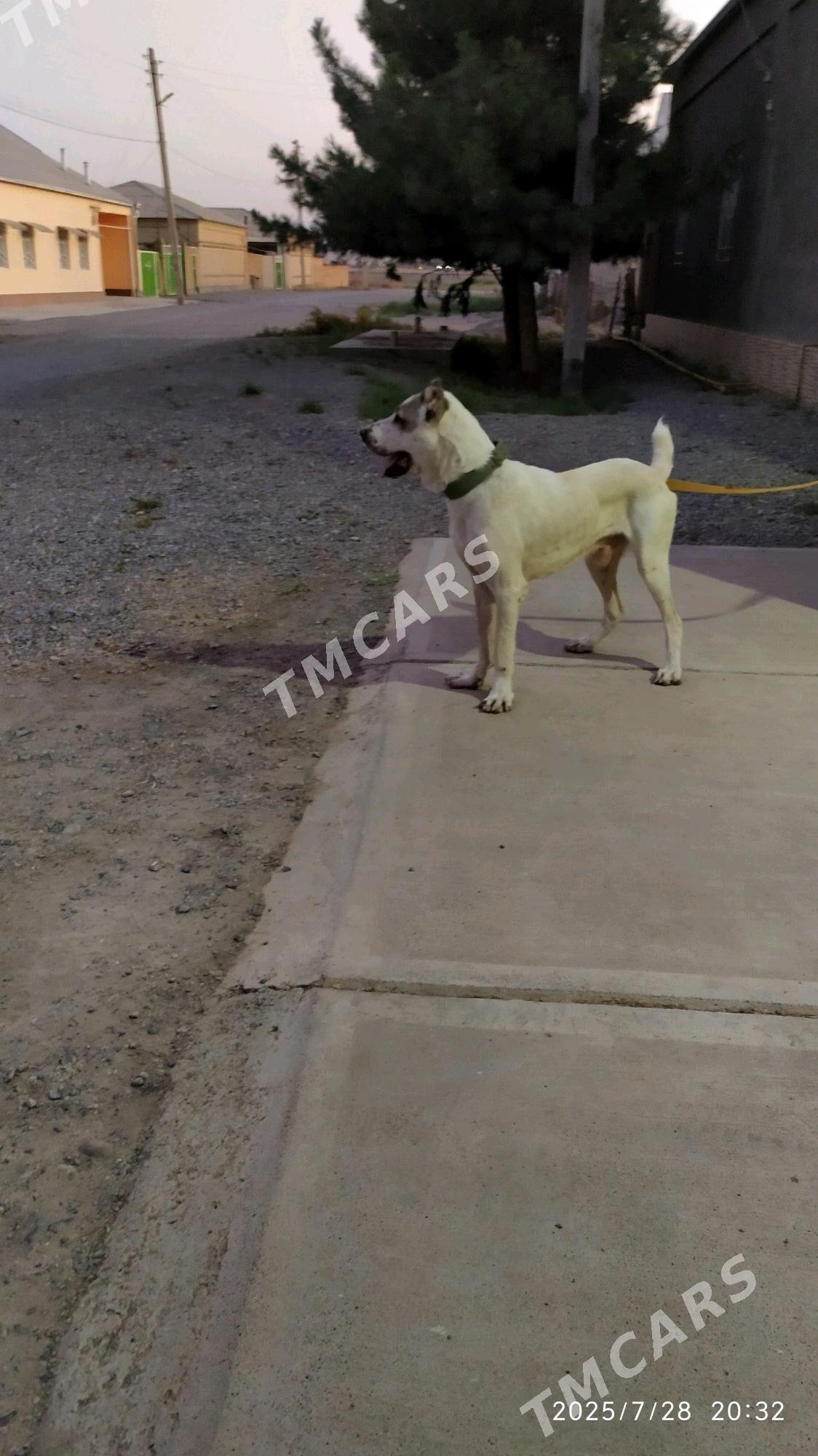 alabay köpek - Kaka - img 2