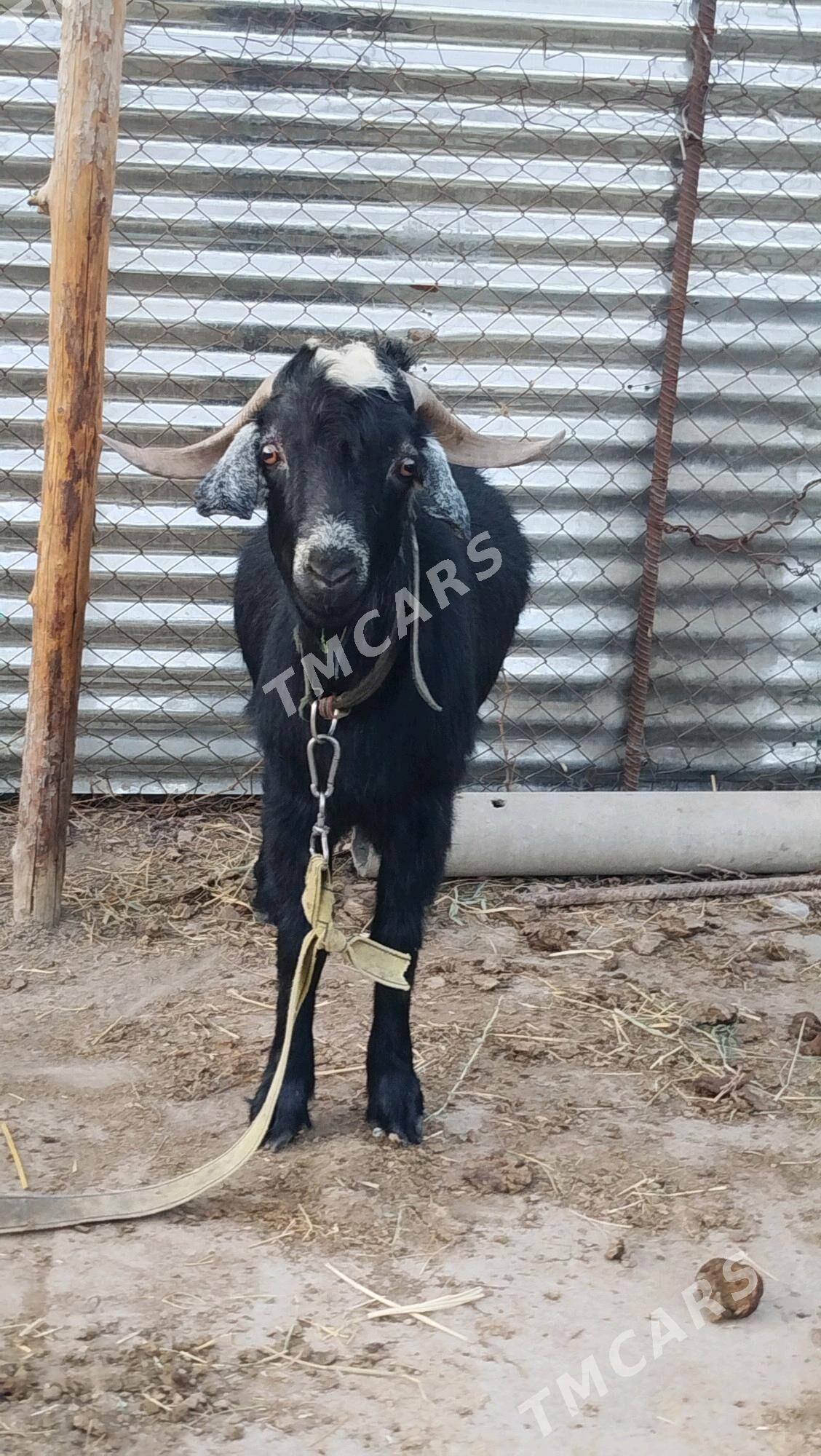 erkeç - Gökdepe - img 2