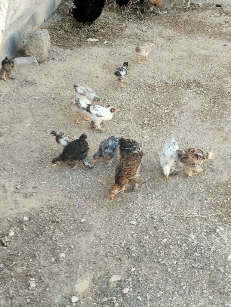 brama juyje - Balkanabat - img 2