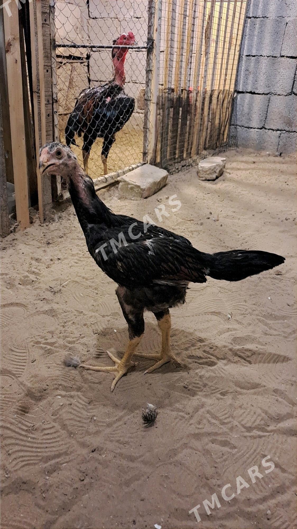 Taşkent Jüỳje 3 aỳlyk - Büzmeýin - img 2