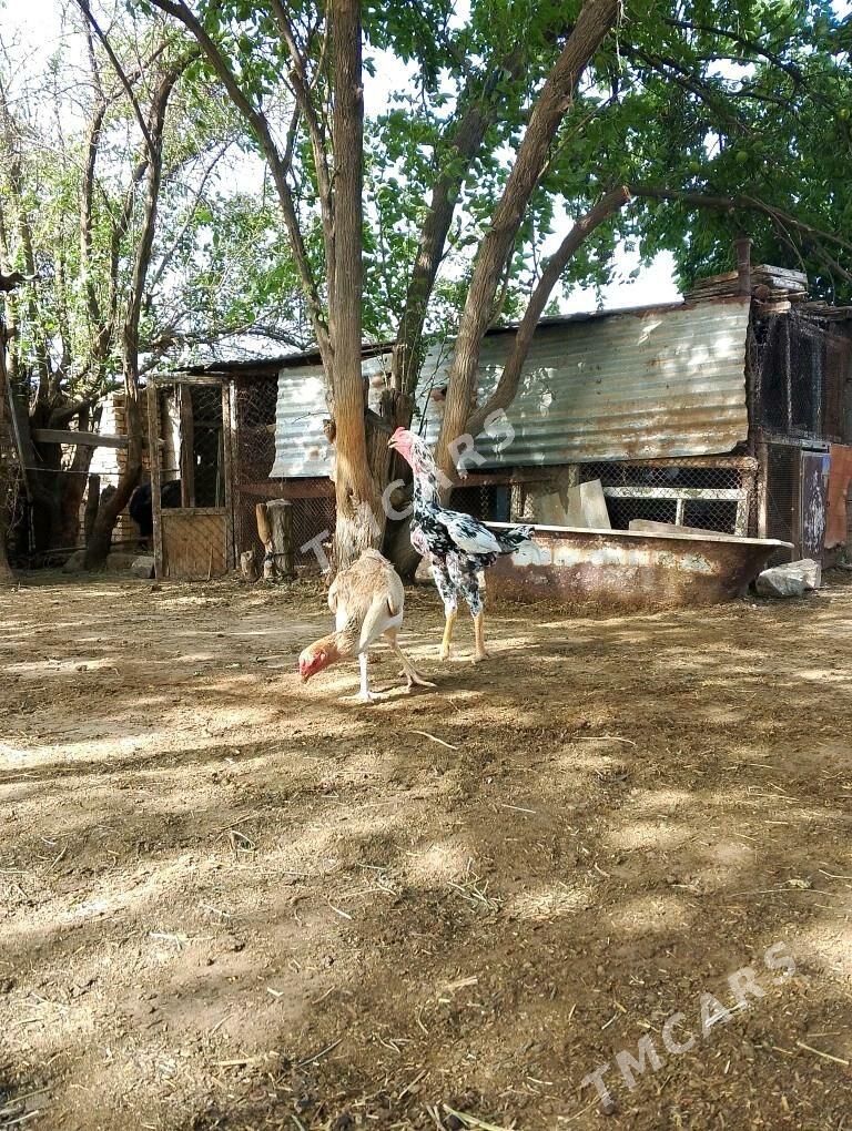 taşget - Tejen - img 3