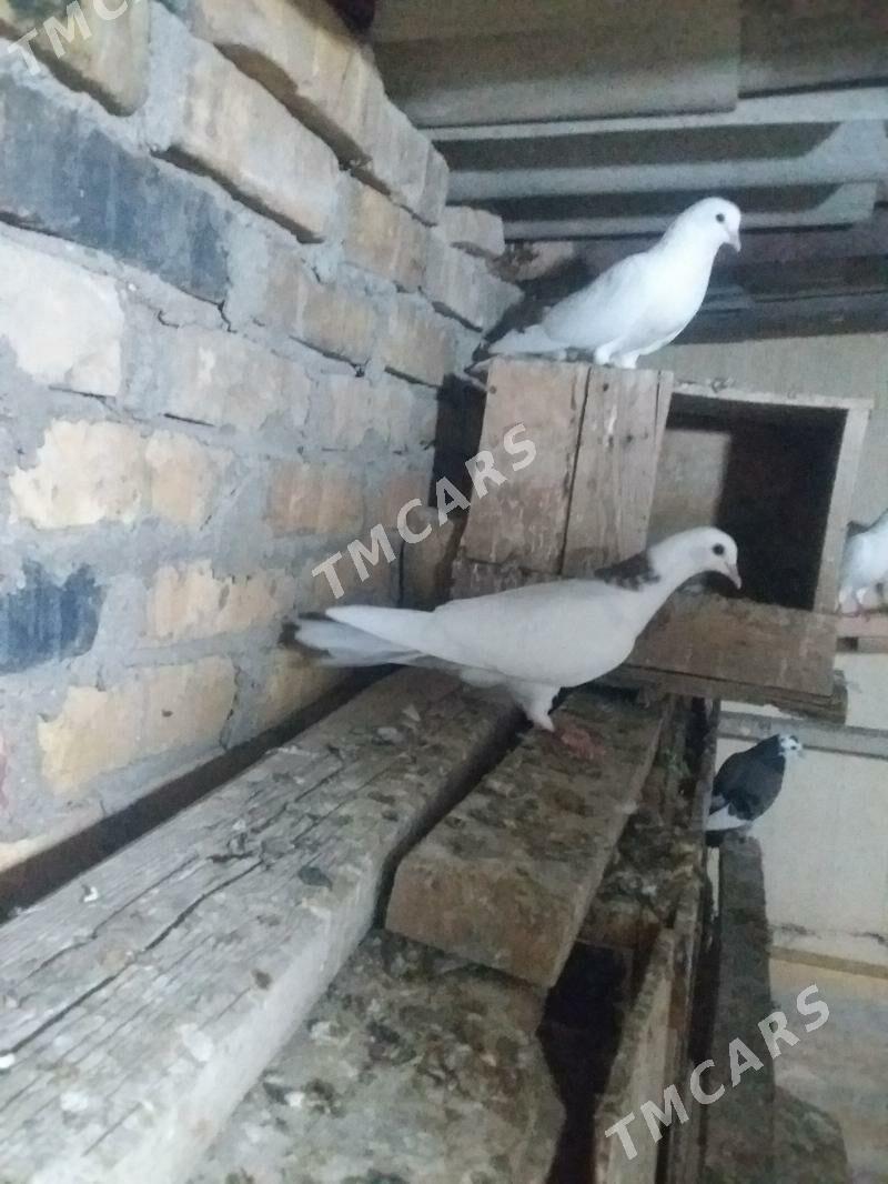 kepderi - Balkanabat - img 3