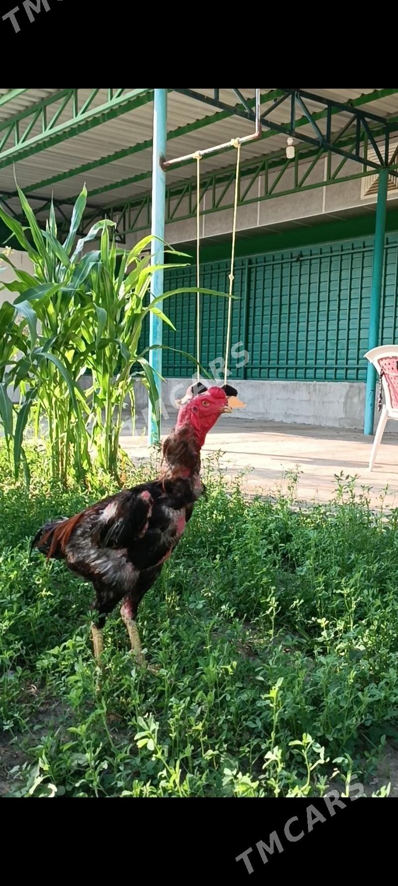 Baýsow Taşkent - Тязе заман - img 2