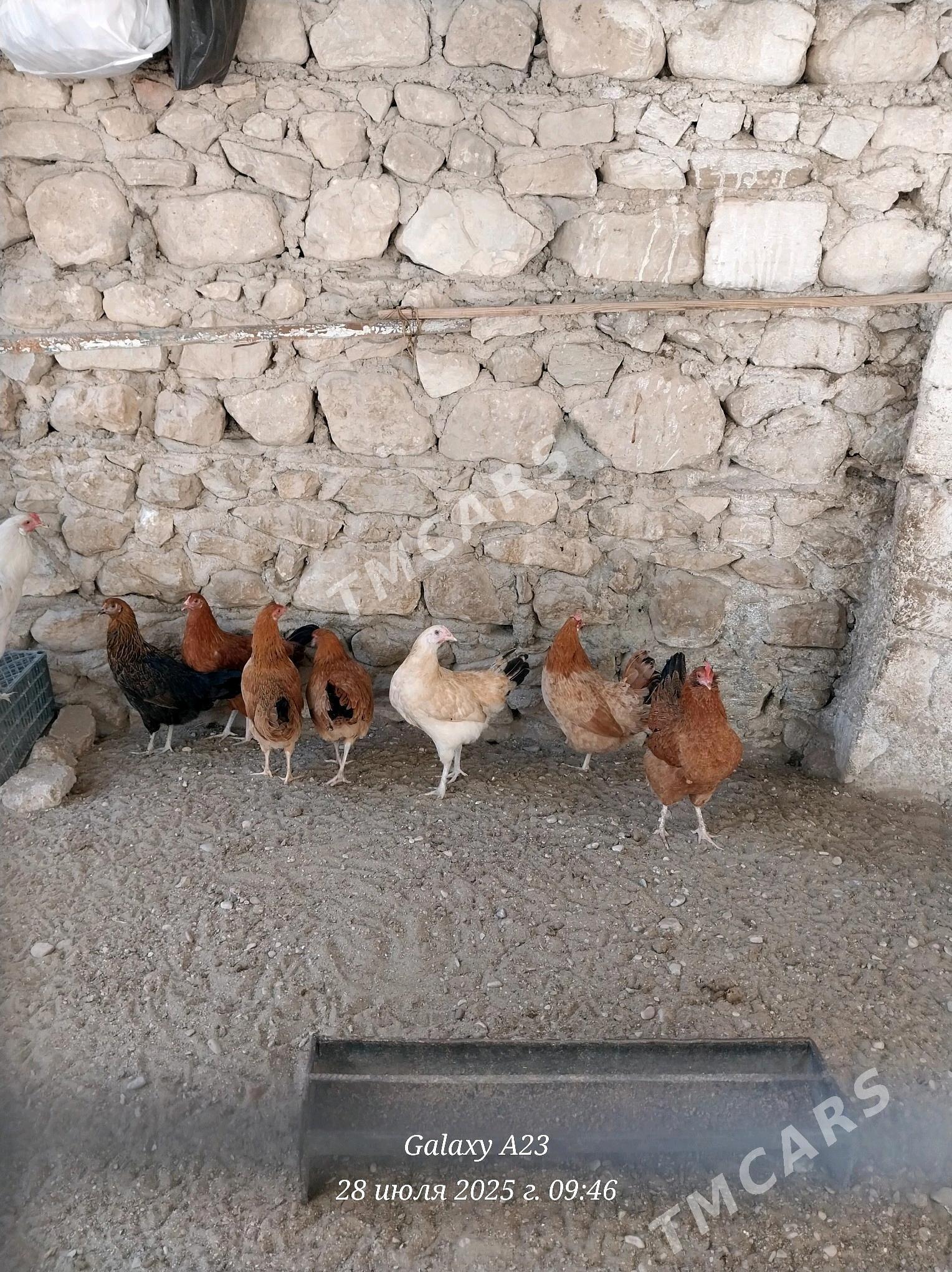 towuk - Balkanabat - img 2