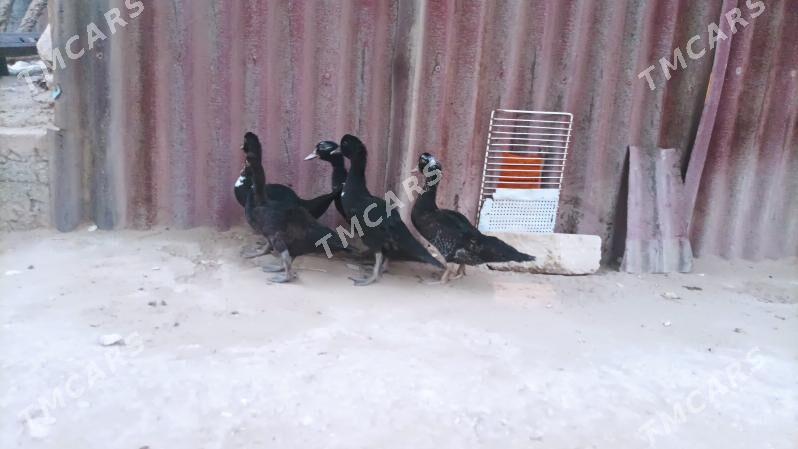 Ördek - Gumdag - img 3