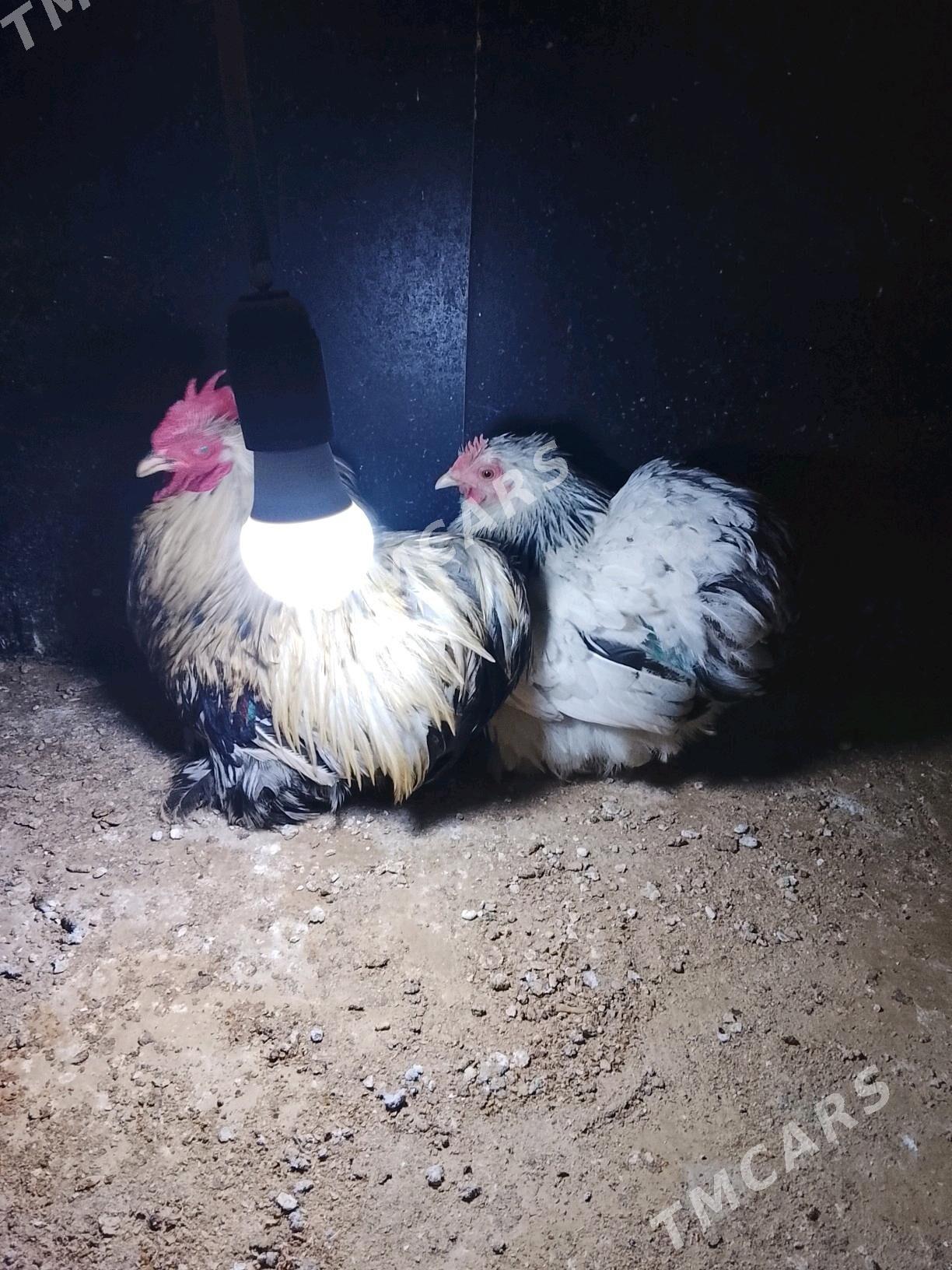 kohinhin karlık - Çoganly - img 2