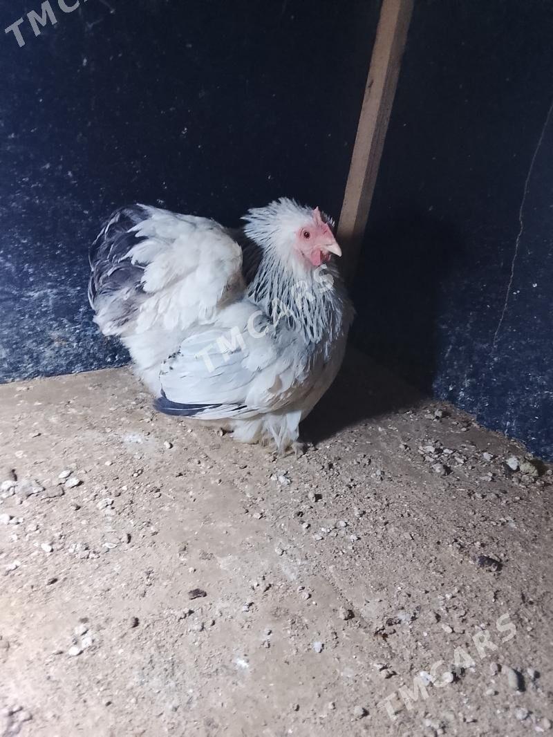 kohinhin karlık - Çoganly - img 3