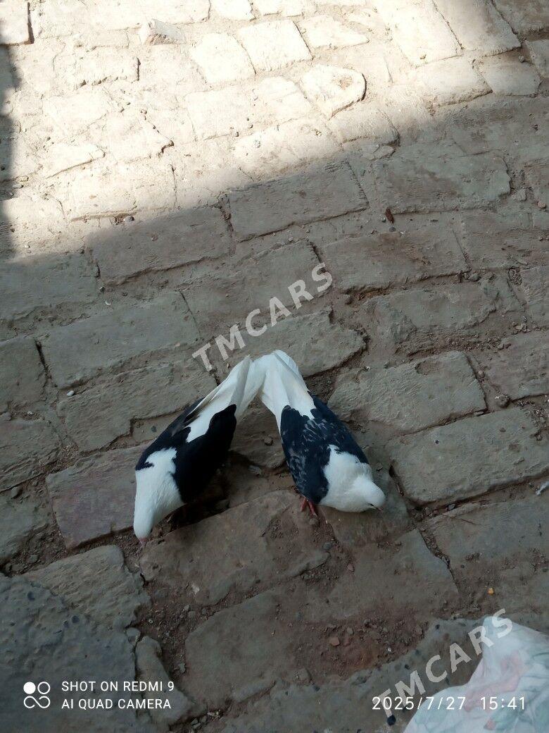 kepter - Türkmenabat - img 2