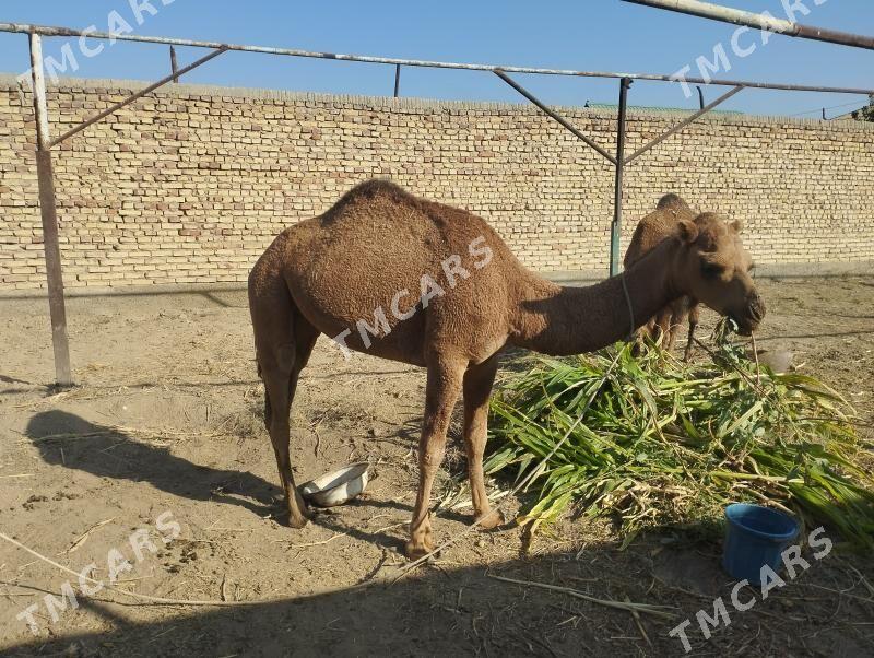 duluç düýe 3 ýaşap barýan - Gökdepe - img 2