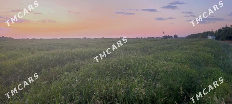 Тары - Farap - img 2