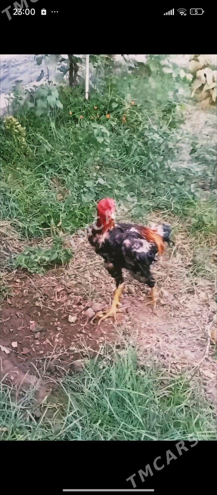 Taşkent - Гёкдепе - img 3