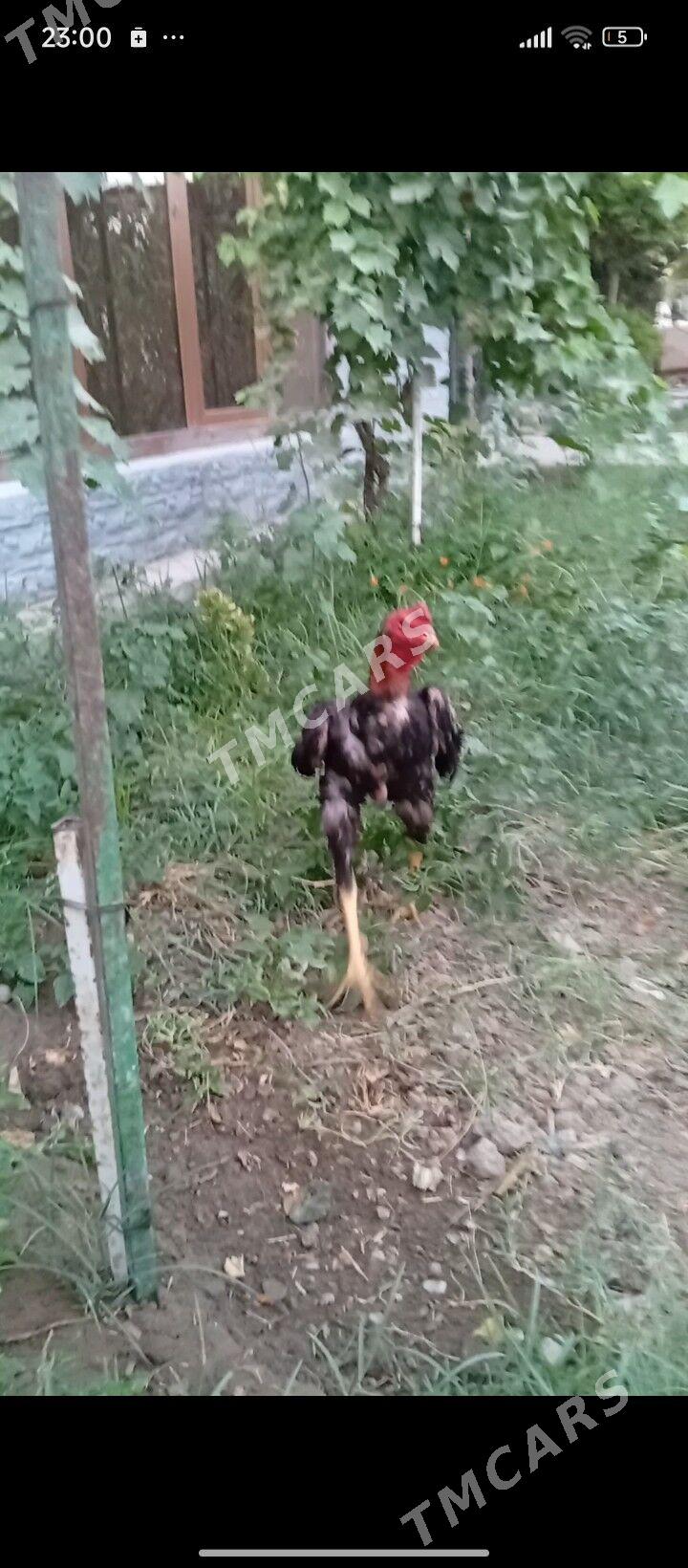 Taşkent - Гёкдепе - img 2
