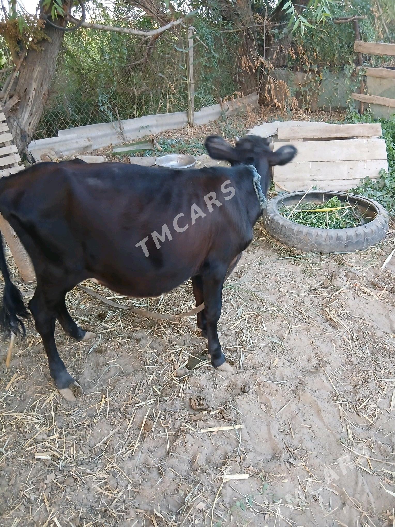 гуложын голе - Sakarçäge - img 3