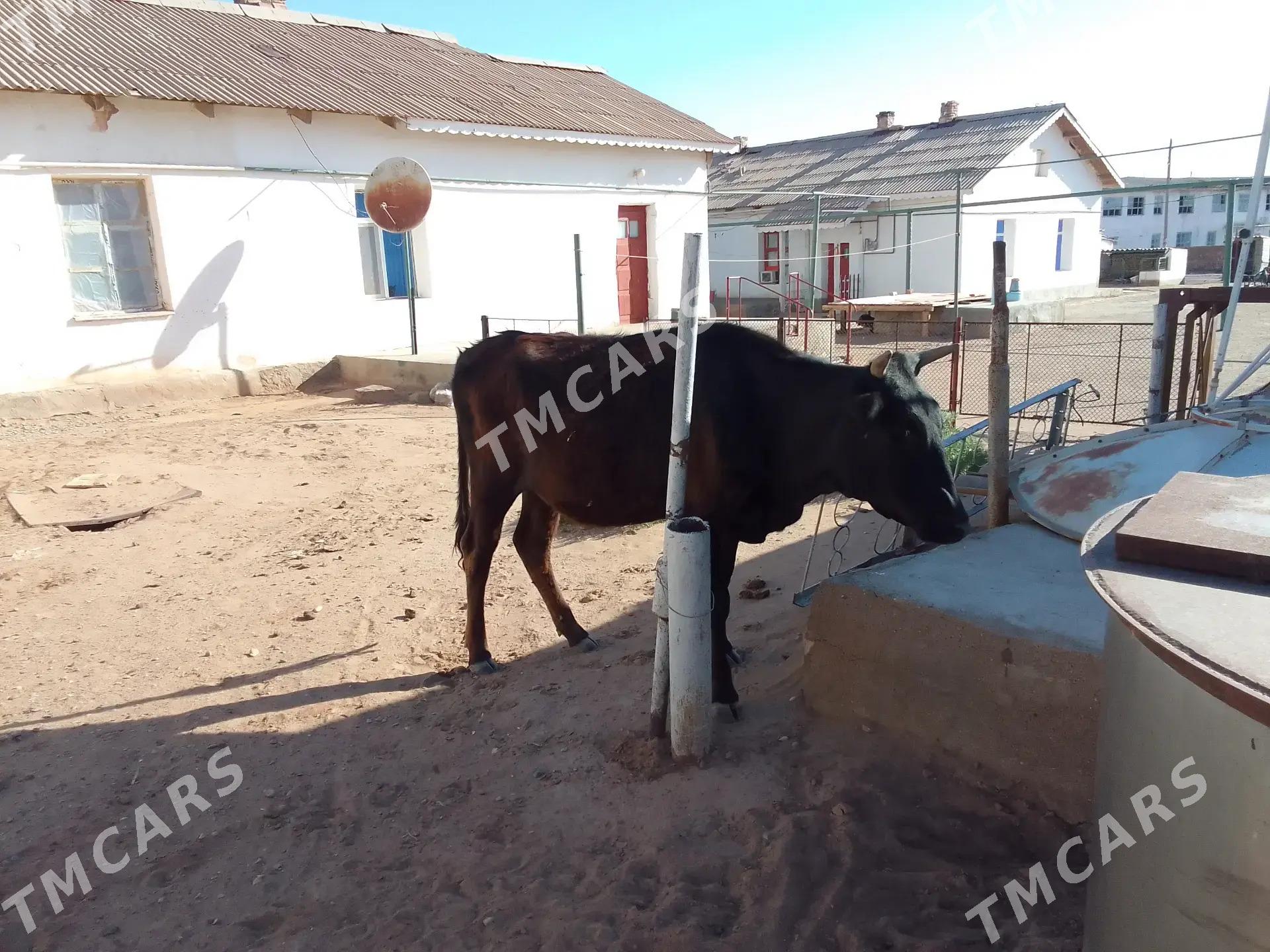 sygyr - Türkmenbaşy - img 3