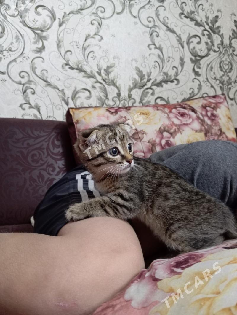 шотландская вислоухий  кошка - Ашхабад - img 3