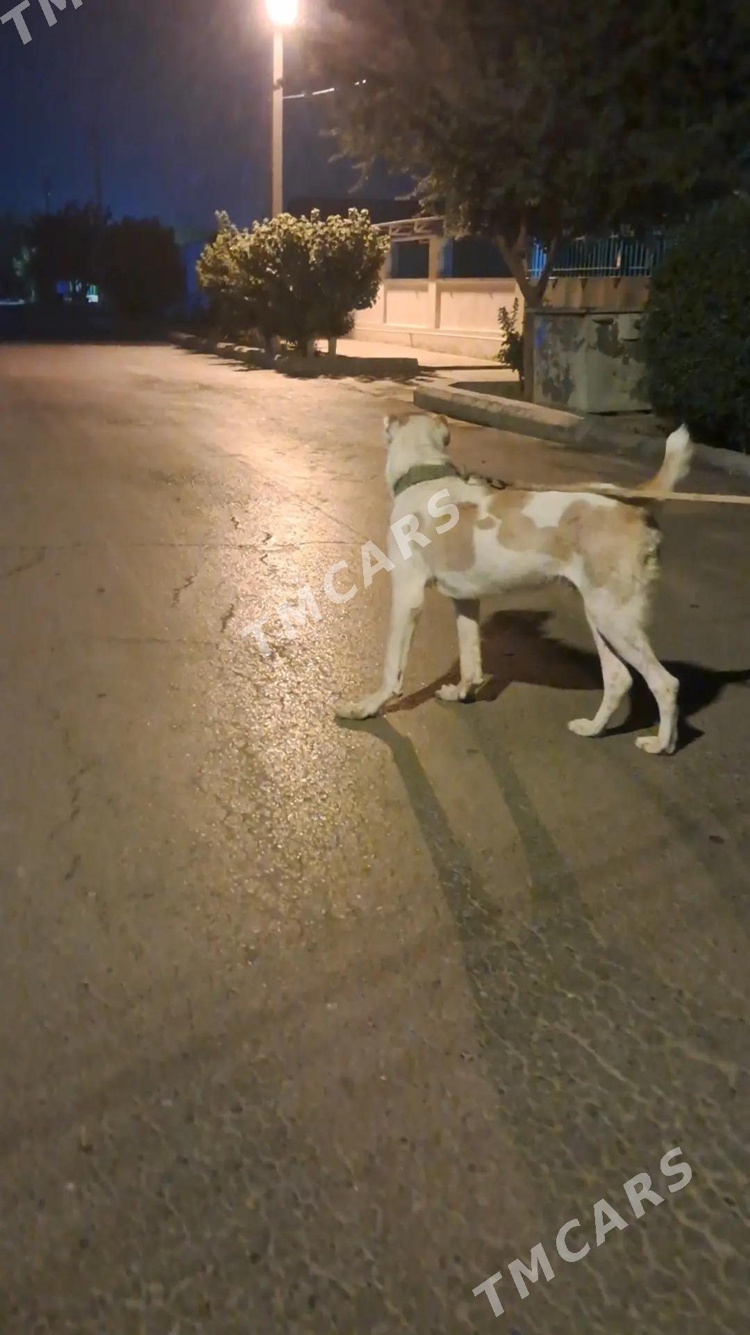 TURKMEN İTİ - Aşgabat - img 2