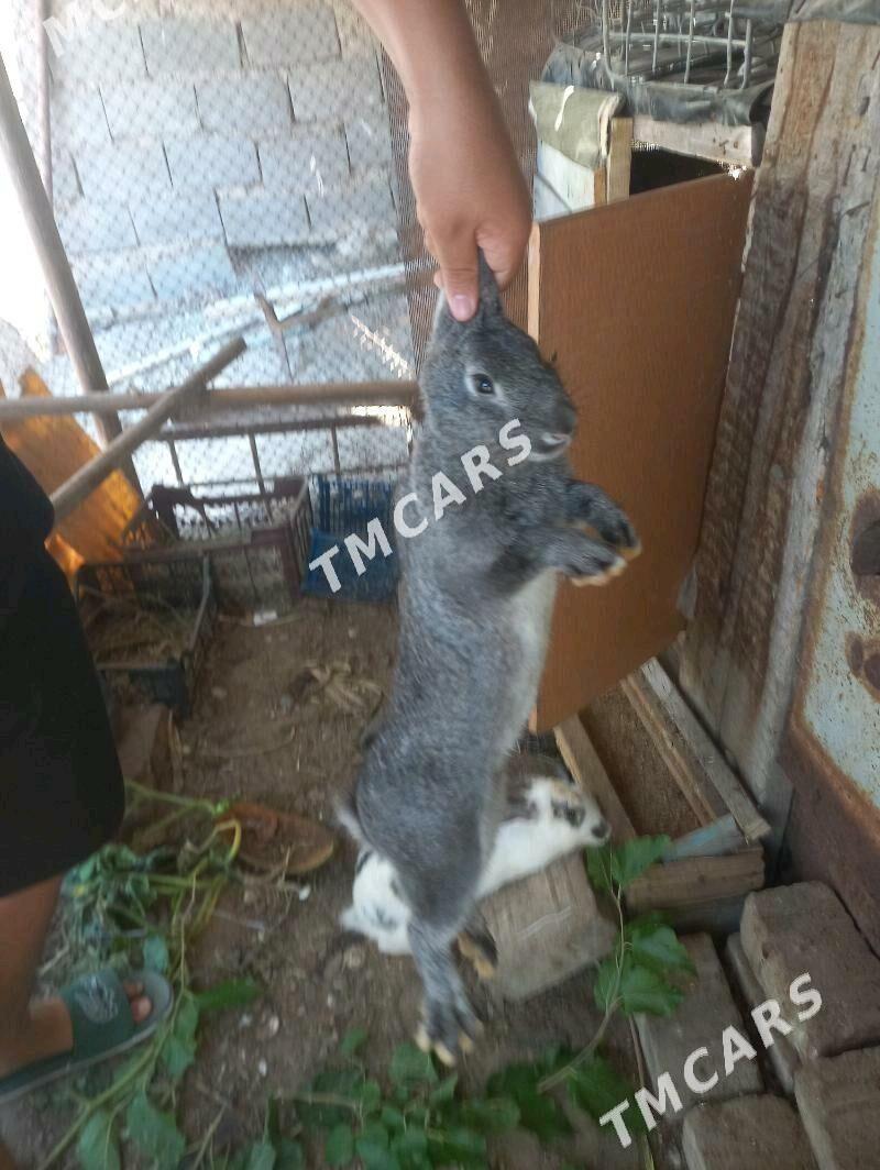 pol velikan tovsan - Türkmenbaşy - img 2