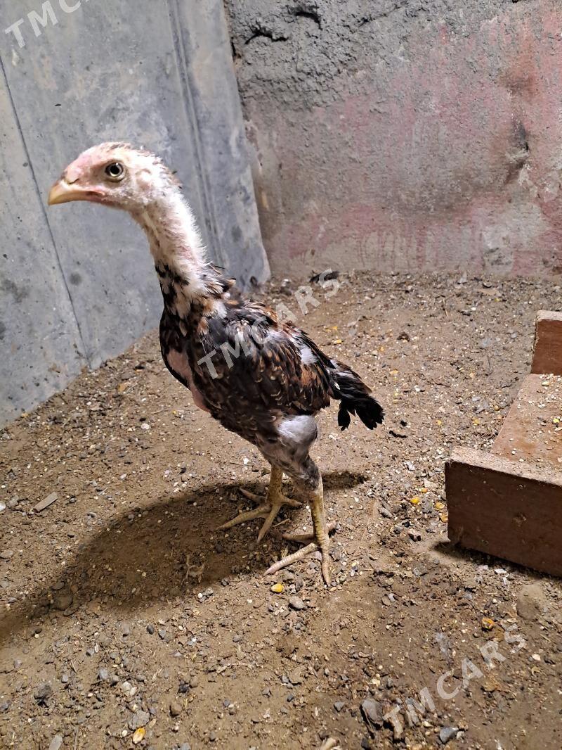 Taşkent Jüỳje Kareỳ - Büzmeýin - img 2