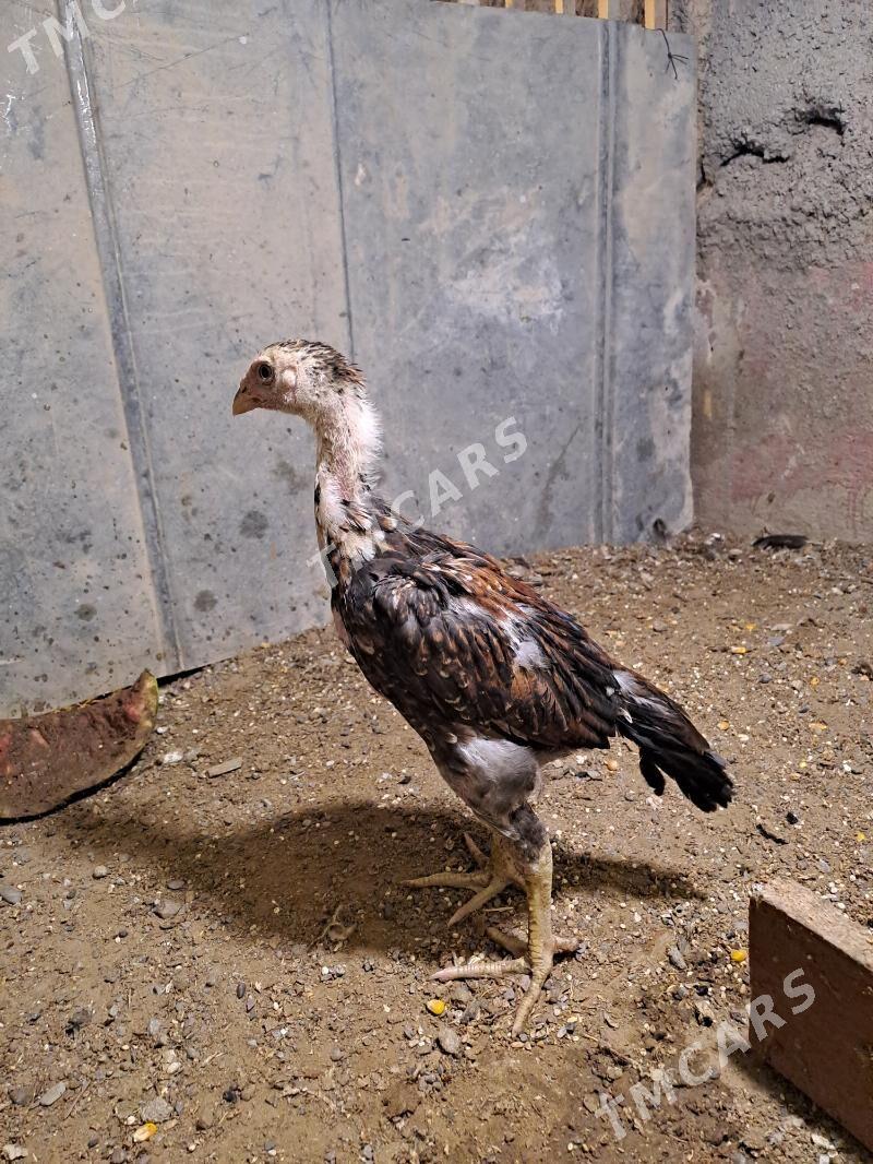 Taşkent Jüỳje Kareỳ - Büzmeýin - img 3