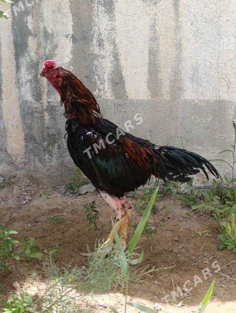 Taskent maki horaz - Aşgabat - img 3