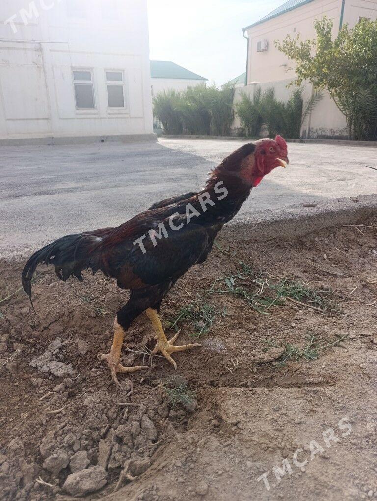 taskent juje - Aşgabat - img 2
