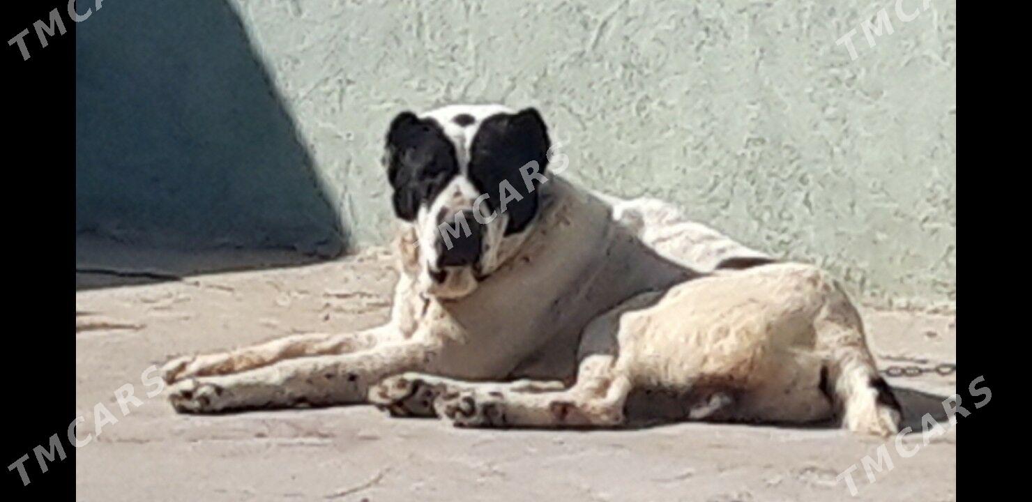 garagoz - Aşgabat - img 2